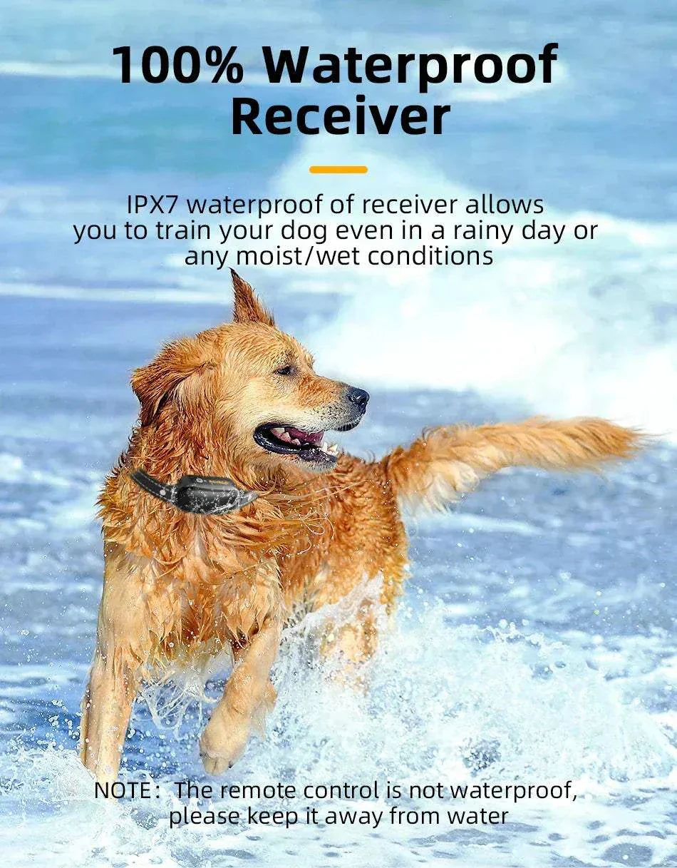 Golden retriever wearing waterproof electric dog training collar playing in water