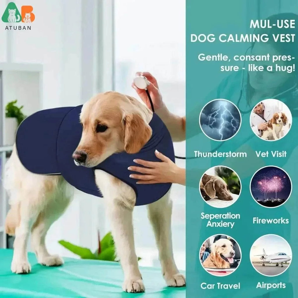 Large dog wearing navy blue calming anxiety vest with hoodie for thunderstorm, vet visits, fireworks, car travel, and airports