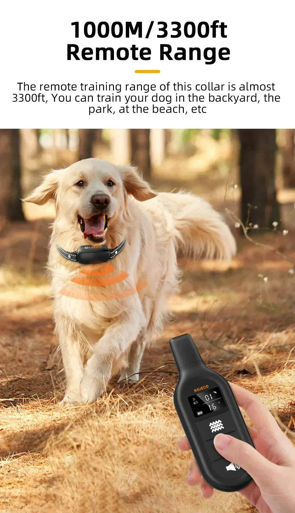 Electric dog training collar with remote control used on a golden retriever outdoors