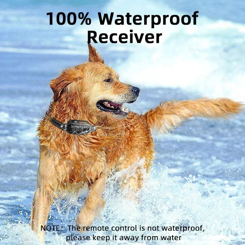 Golden retriever wearing electric dog training collar in water showing 100% waterproof receiver feature