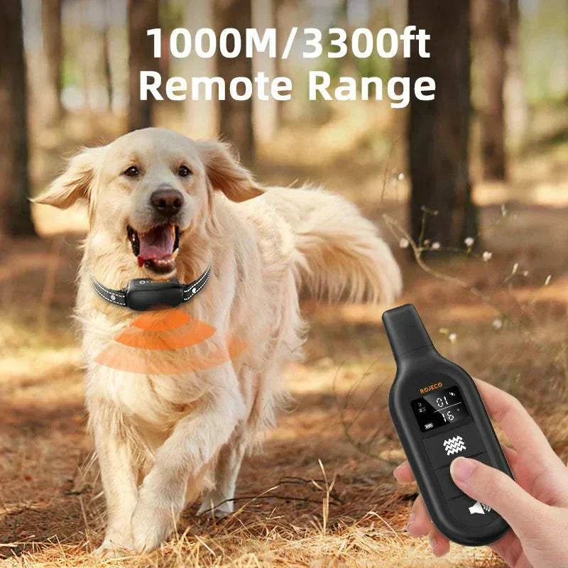 Golden retriever wearing an electric dog training collar with digital remote control in hand showing 1000m remote range outdoors
